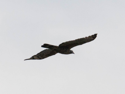 Oriental Honey-buzzard