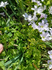 Oxalis incarnata, photograph author not stated, no rights reserved