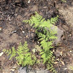 Pteridium aquilinum feei