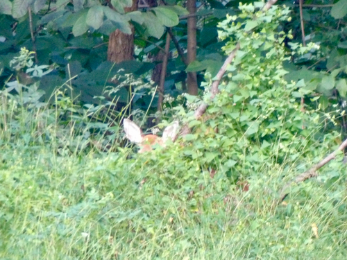 White-tailed Deer