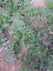 Lepidium didymum