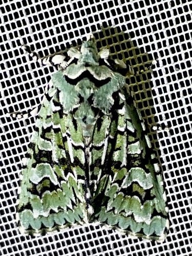 Merveille du Jour