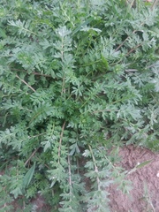 Lepidium didymum