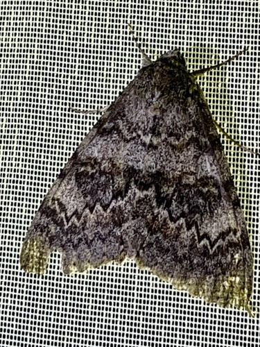French Red Underwing