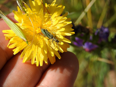 Chrysanthia reitteri