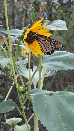 Monarch
