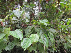 Aparisthmium cordatum