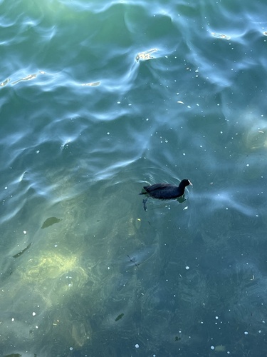 Eurasian Coot