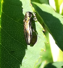 Agrilus cuprescens