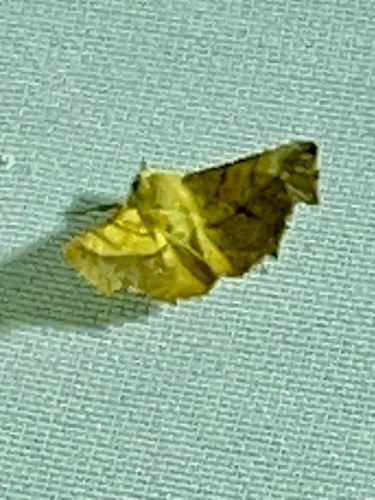 Dusky Thorn
