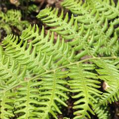 Pteridium aquilinum feei