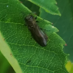 Agrilus cuprescens