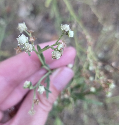 Parthenium hysterophorus, photograph 2