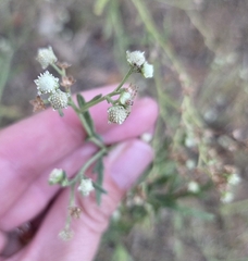 (c) Rachel, some rights reserved (CC BY) Parthenium hysterophorus, photograph (c) Rachel, some rights reserved (CC BY)