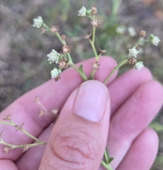 (c) Rachel, some rights reserved (CC BY) Parthenium hysterophorus, photograph (c) Rachel, some rights reserved (CC BY)