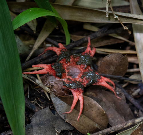 Aseroe rubra observed 2026-09-23