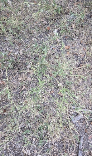 Parthenium hysterophorus, photograph 4
