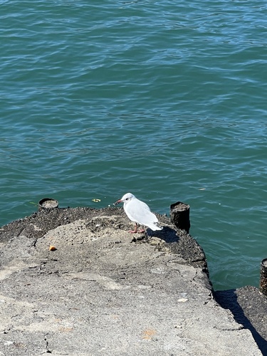 Black-headed Gull
