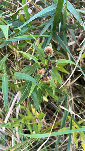 Smooth Ironweed