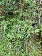 Arachniodes rhomboidea