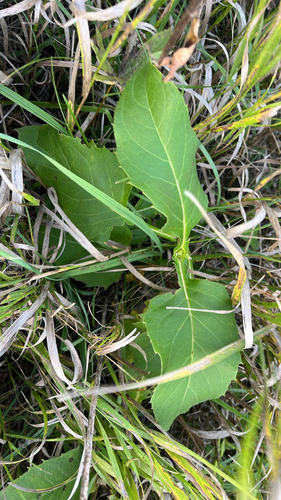 cup plant