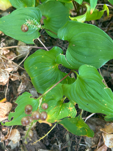 Maianthemum dilatatum, photograph 6