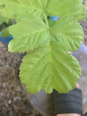 Rubus × loganobaccus