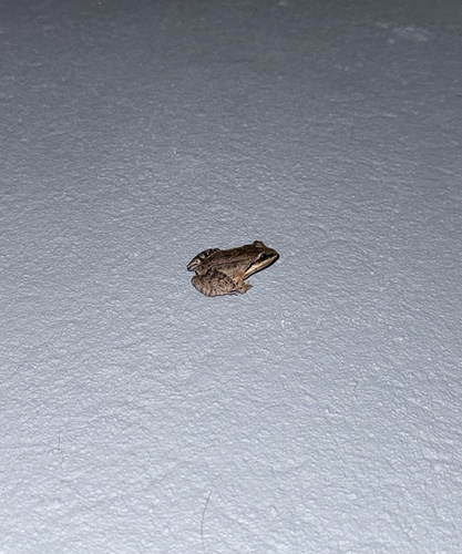 Caribbean White-lipped Frog
