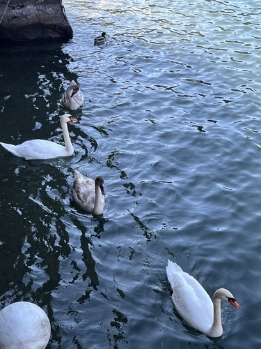 Mute Swan