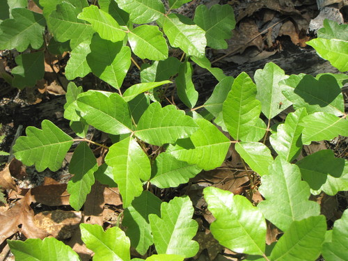 Atlantic poison oak (Toxicodendron pubescens)