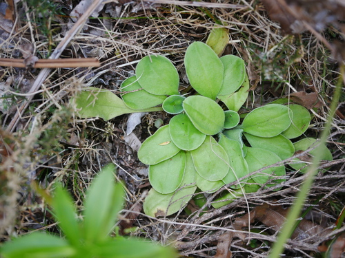 Craspedia uniflora observed 2026-09-13