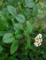Viburnum ellipticum