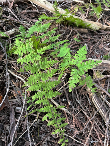 Cystopteris bulbifera