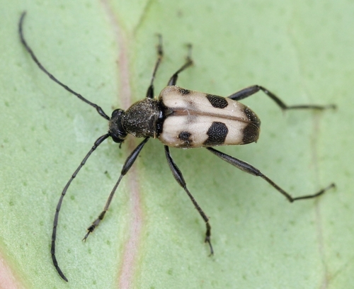 speckled longhorn beetle