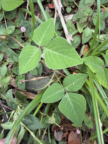 Desmodium intortum observed 2026-09-21