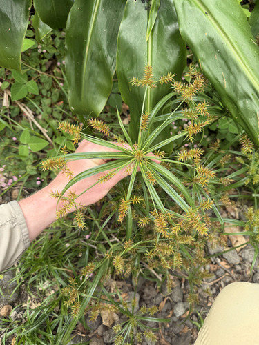 Cyperus meyenianus observed 2026-09-21