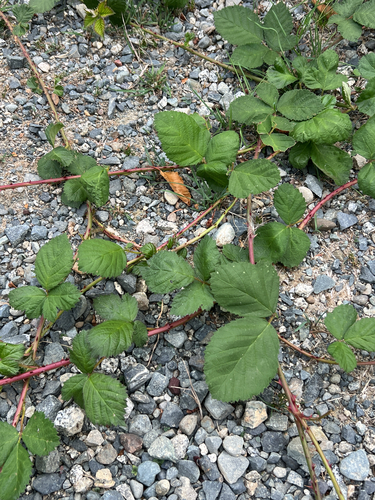 Armenian Blackberry