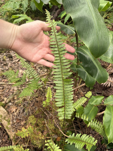 Nephrolepis cordifolia observed 2026-09-21