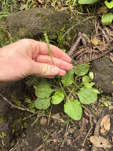 Plantago major observed 2026-09-21