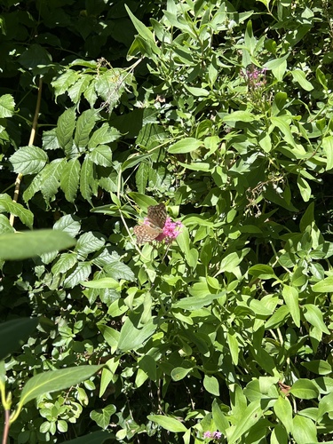 Silver-washed Fritillary