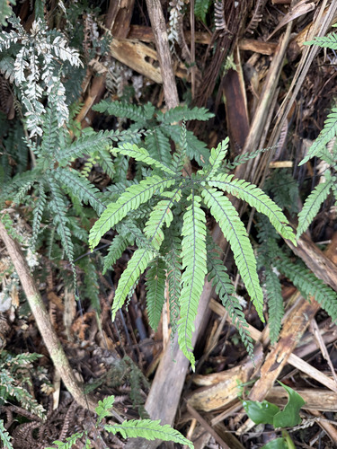Adiantum hispidulum, 2026-09-21