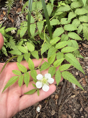 Rubus rosifolius observed 2026-09-21