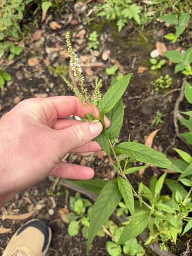 Buddleja asiatica observed 2026-09-21
