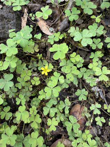 Oxalis corniculata observed 2026-09-21