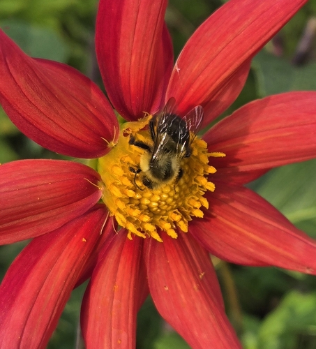 Common Eastern Bumble Bee