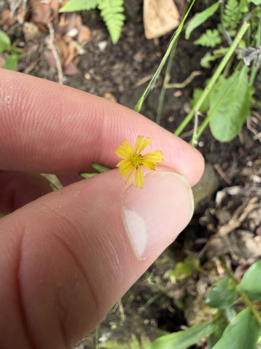 Youngia japonica observed 2026-09-21