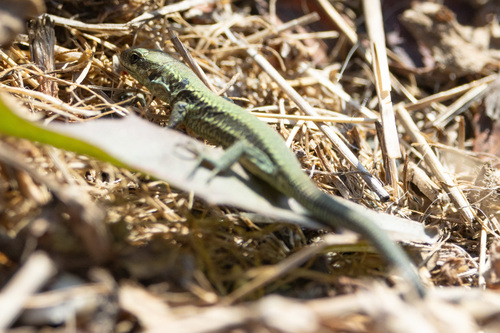 Common Wall Lizard
