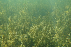 Potamogeton robbinsii