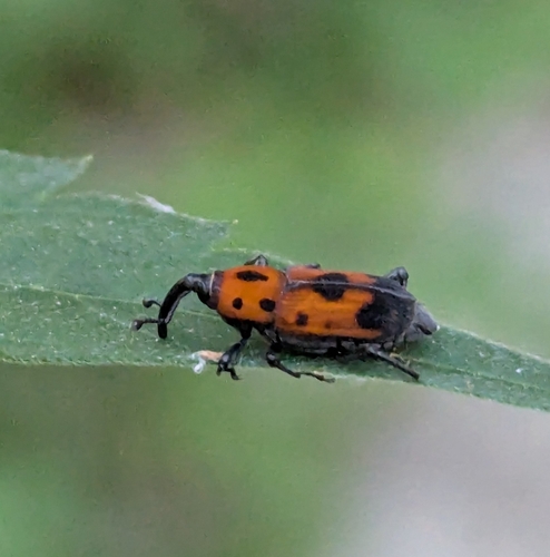 Cocklebur Weevil