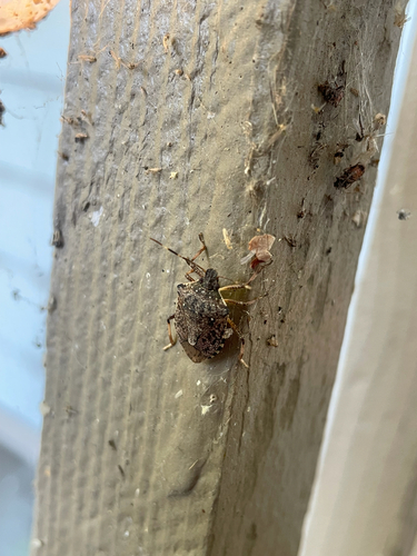 Brown Marmorated Stink Bug